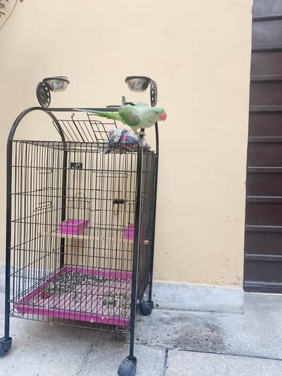 kashmiri raw parrot