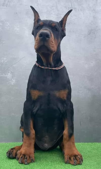 European Doberman Pup available
