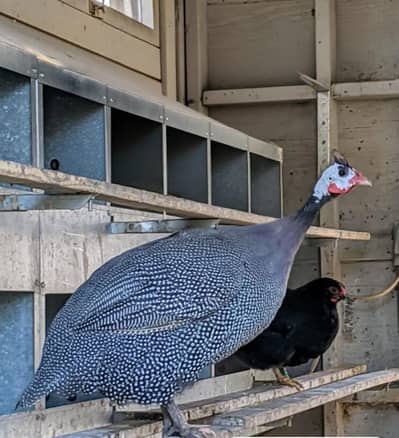 chakor male very beautiful