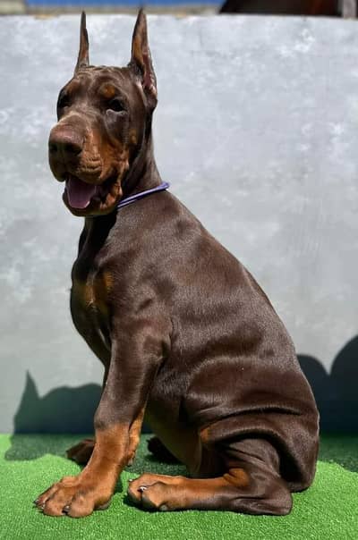 European Doberman boys available now