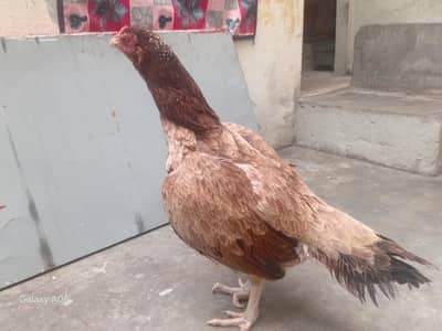 aseel hen
