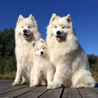 The Pure Giant size Samoyed