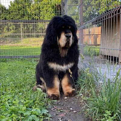 The Beast TibetanMastiff Male Puppy