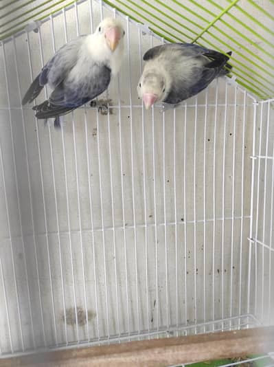 Blue u wing oplaine breeder pair with dna