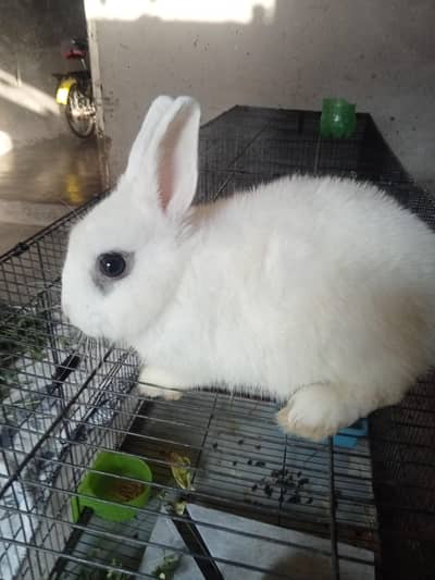 Hotot dawarf Full Healthy and nartural picea