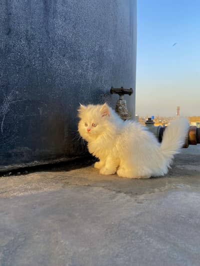 Pure Persian Blue Eyes Kitten