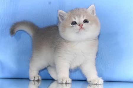 British short hair Kitten up for new homes