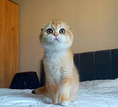Extreme quality scottish fold kitten
