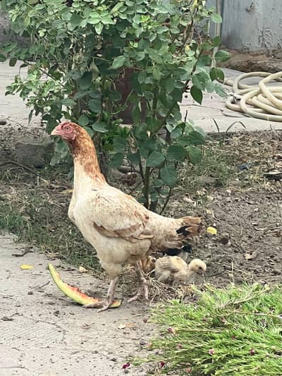 zabardat kolati wala