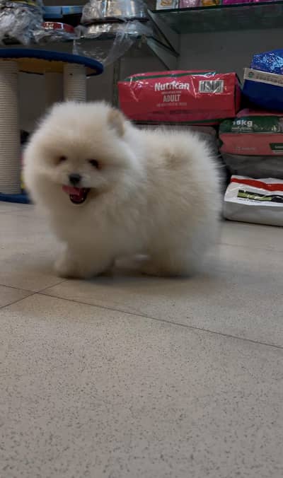 Pure Miniature Tiny size Pomeranian puppy