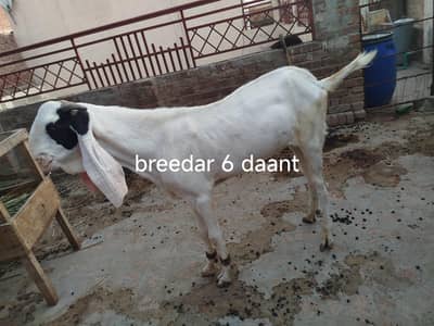 Breeder Bakra