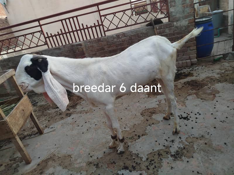 Breeder Bakra 0
