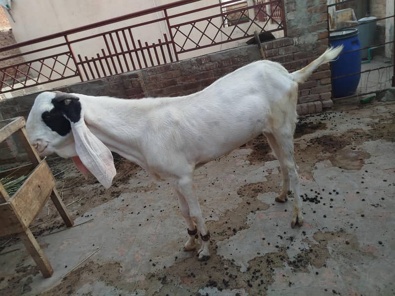 Breeder Bakra 1