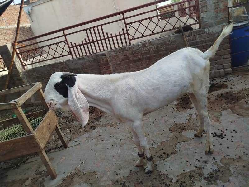 Breeder Bakra 2