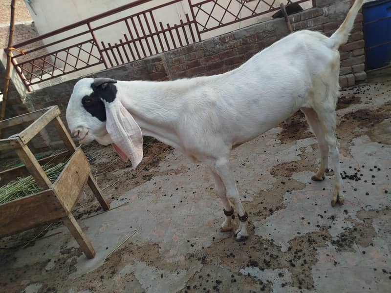 Breeder Bakra 3