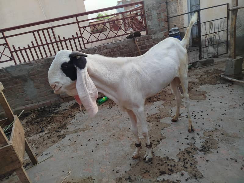 Breeder Bakra 4