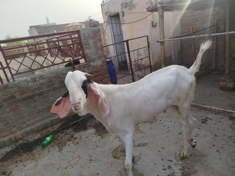 Breeder Bakra 5