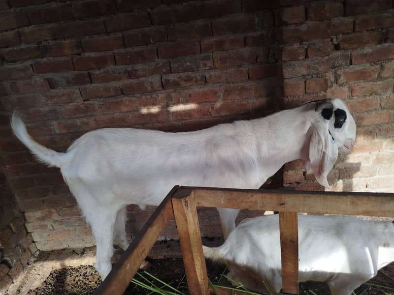 Breeder Bakra 6