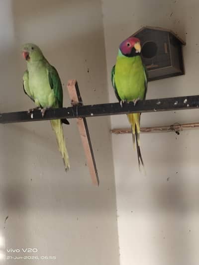 plum head male and desi female cross position
