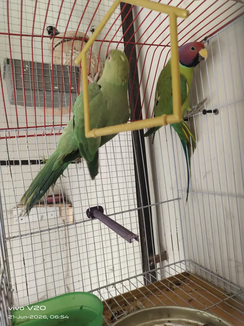 plum head male and desi female cross position — photo 2