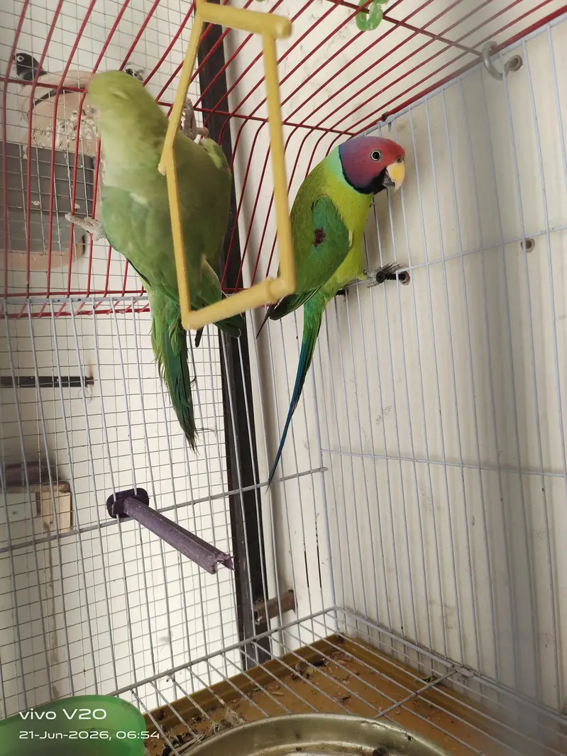 plum head male and desi female cross position — photo 3
