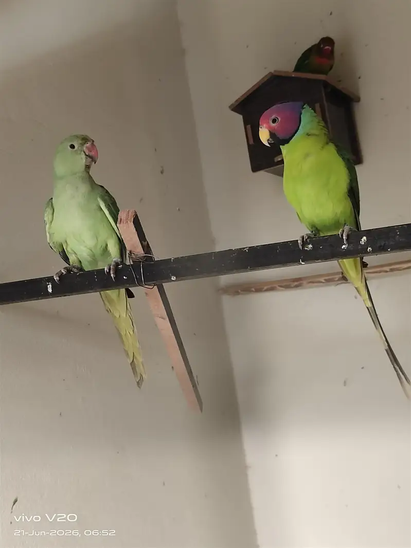 plum head male and desi female cross position — photo 5