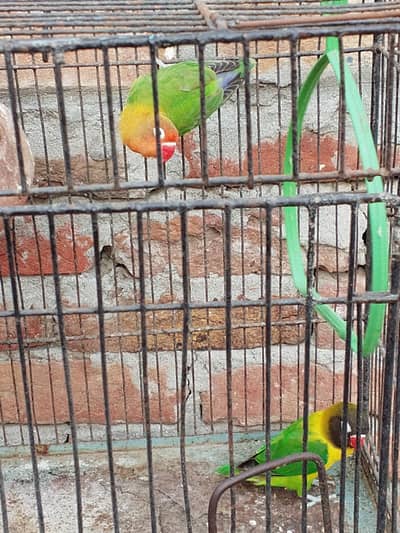 love birds