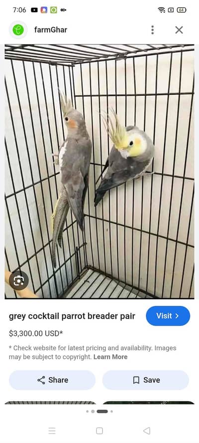 breeder pair fawn grey 03127093372