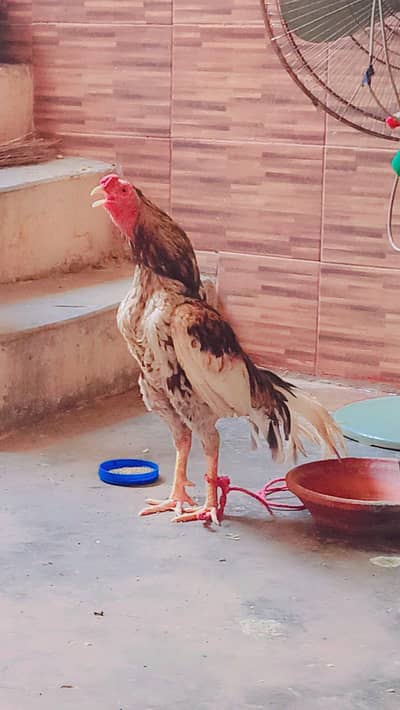 sherazi pigeon for sell