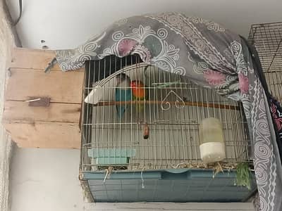 love birds budgies dove finshes sub k sth dyni hai gages k sth