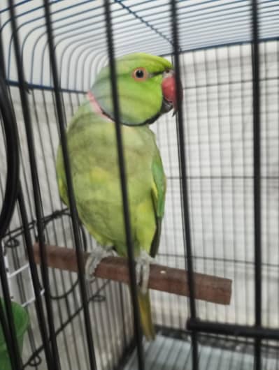 ringneck pair