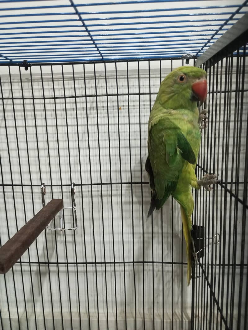 ringneck pair 1