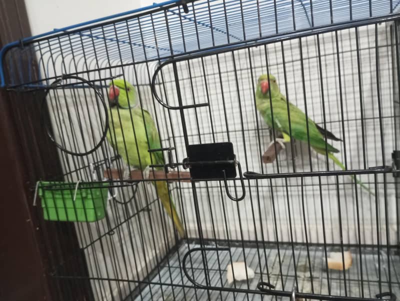 ringneck pair 2
