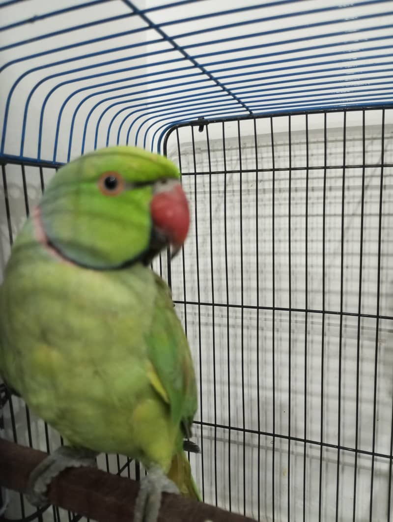 ringneck pair 3