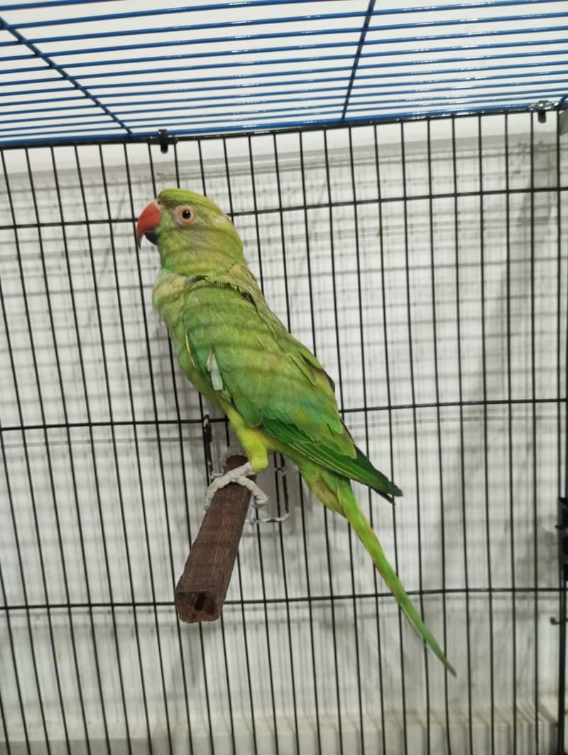 ringneck pair 4