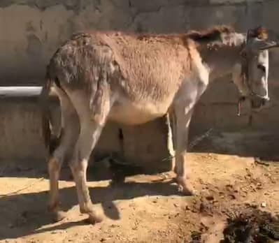 donkey for sell