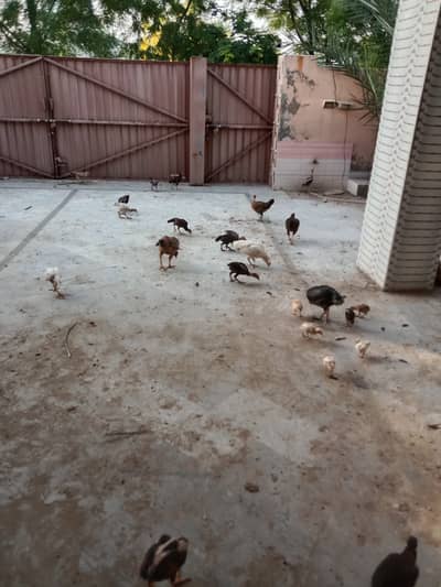 Aseel chicks sale