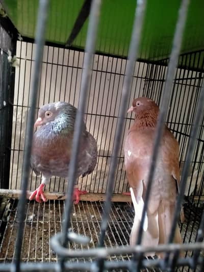 fancy piegen for sale 03127093372