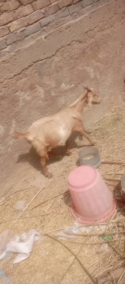 1 bakri 3 saal ki bisar nasal or 4 month ka bacha patera nasal