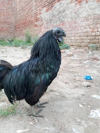 Gujranwala
