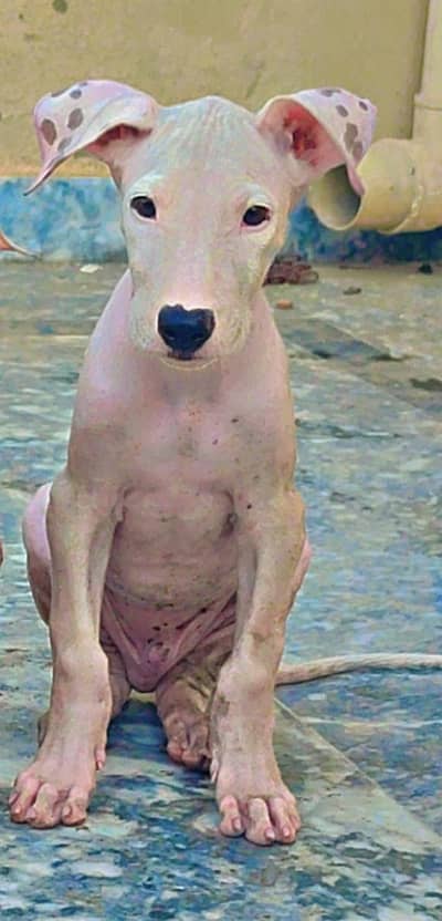 Bull terrier pure