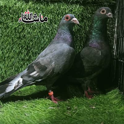 Black Irani Breder pair For Sale