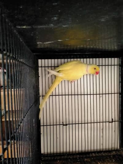 yellow indian male 03127093372