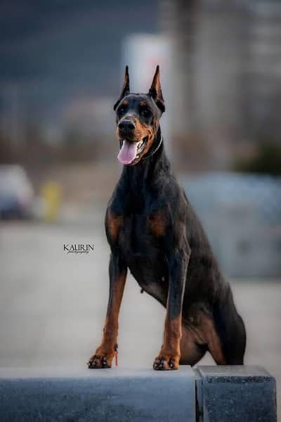 Doberman Stud Available