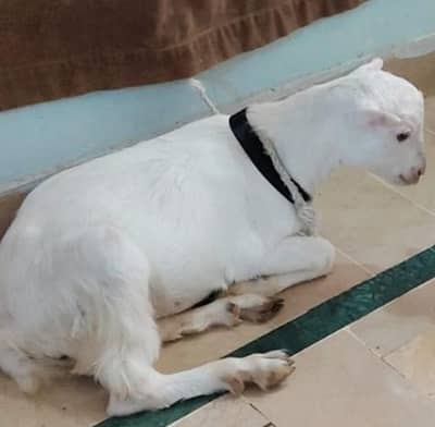 Teddy goat for sale (vaccinated)