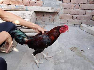 04 Hens  01 Cock Available for sale