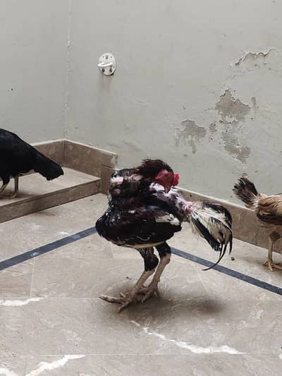 Pure aseel hen for sale