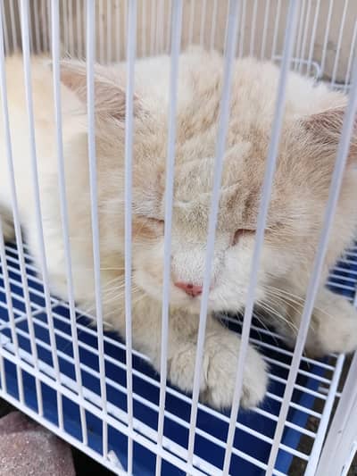 Persian Male Cat For Sell