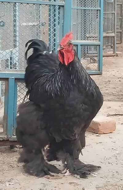 heavy cochin bantam light sussex chicks and eggs sale