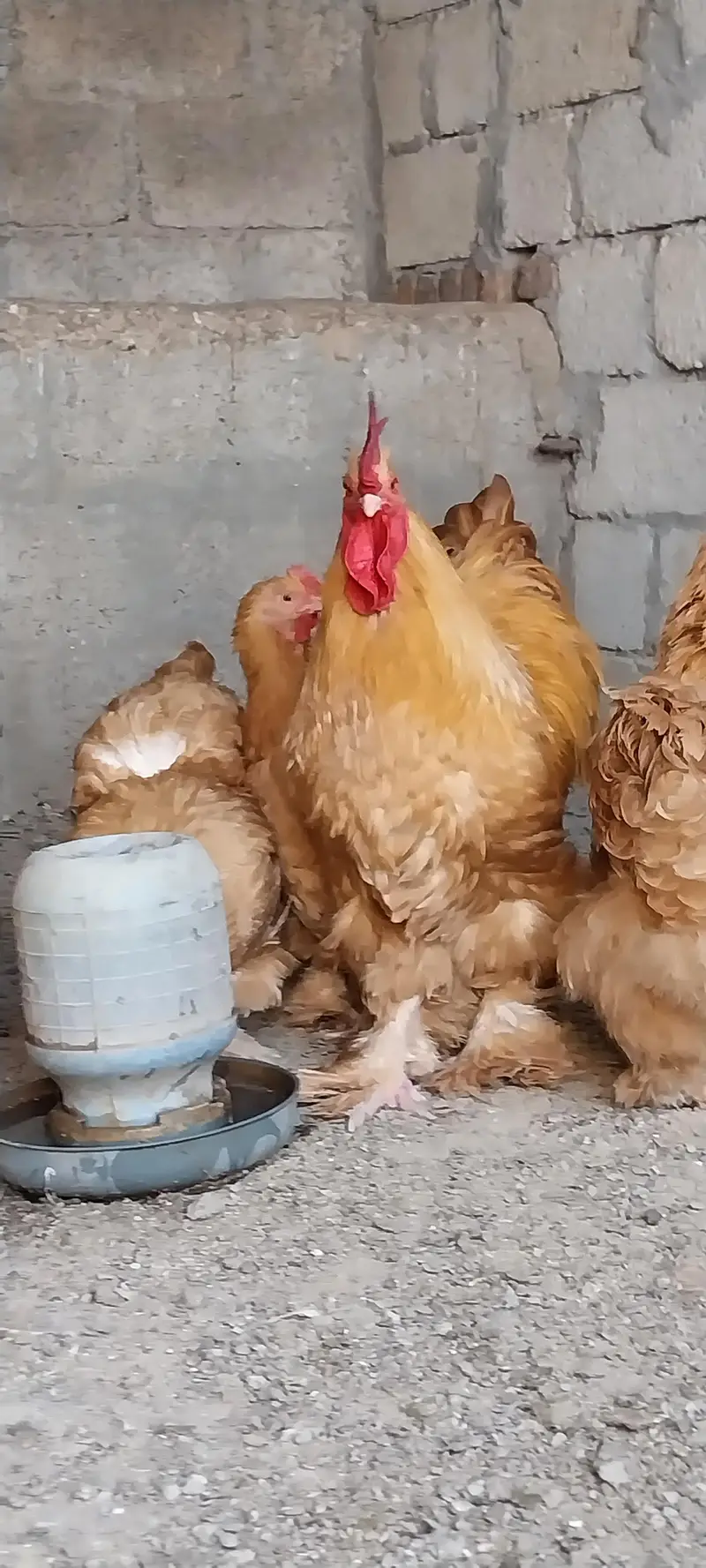 heavy cochin bantam light sussex chicks and eggs sale — photo 2